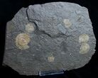 Plate Of Pyritized Dactylioceras Ammonites #9713-3